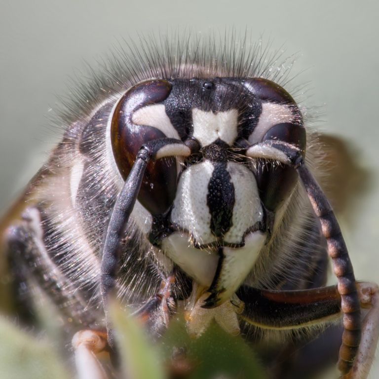 closeupbaldfcae