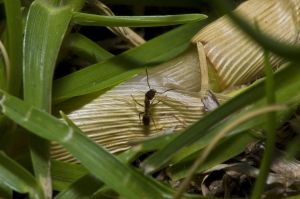 Cornfield Ant