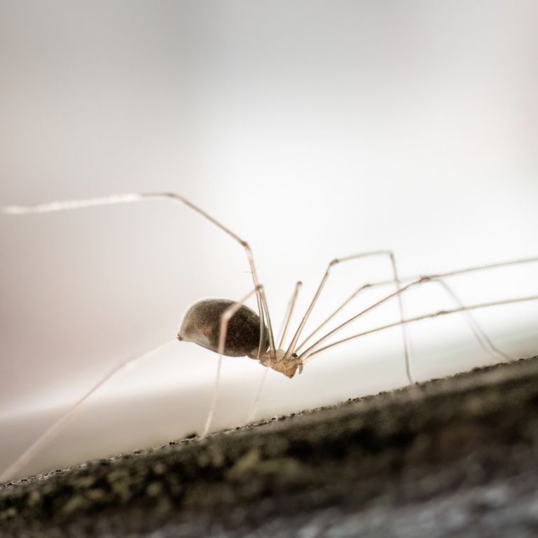 daddylong spider close-up