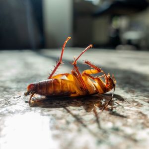 American Cockroach