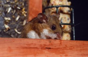 Deer Mice
