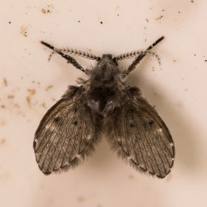 Drain Moth