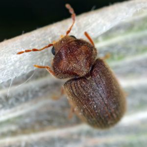 Drugstore Beetle