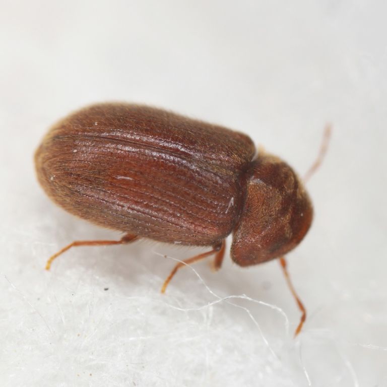 drugstore beetle on white surface