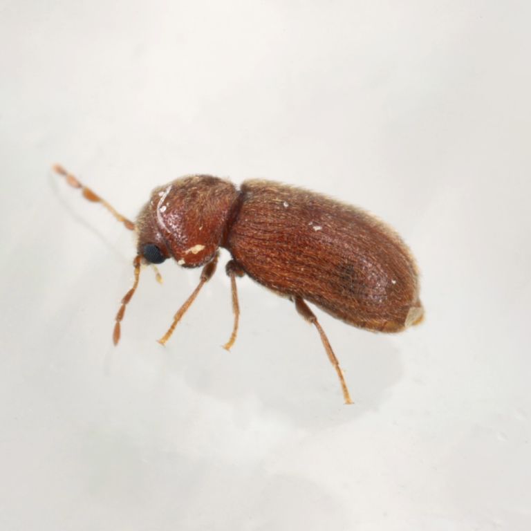 drugstore beetle on white surface