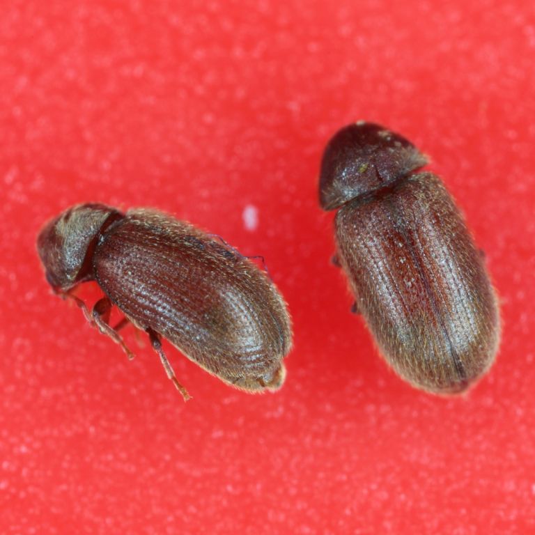 drugstore beetles on red surface