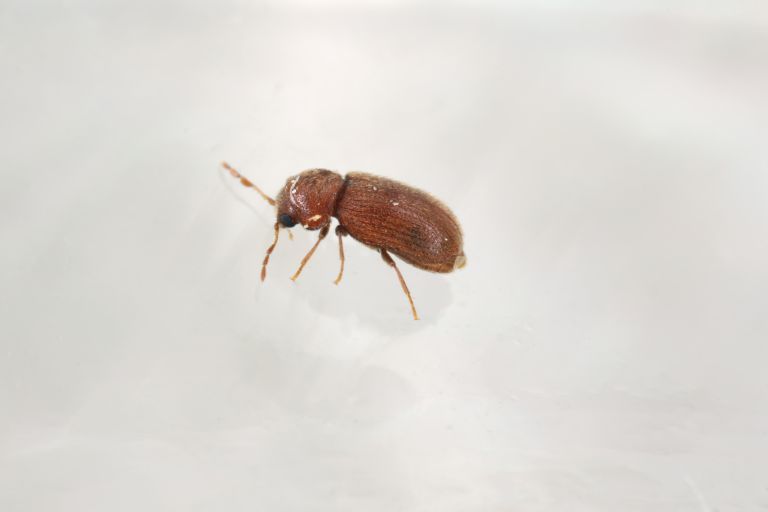 Biscuit, drugstore or bread beetle (Stegobium paniceum) adult stored product pest.
