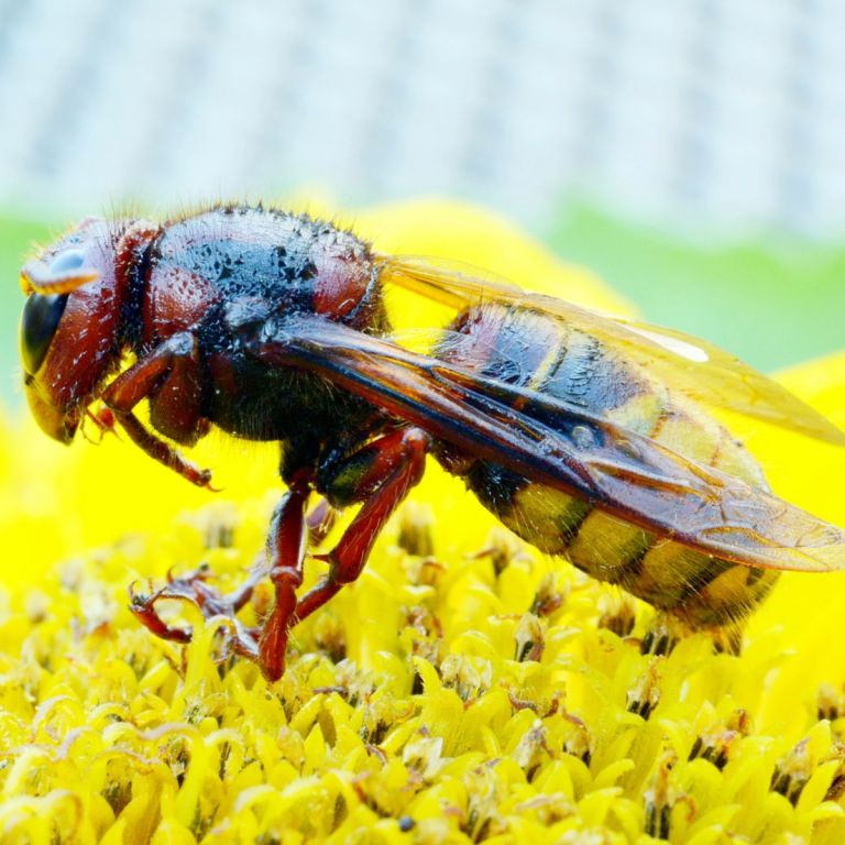 Macro of European Hornet feeding on yellow flowers.