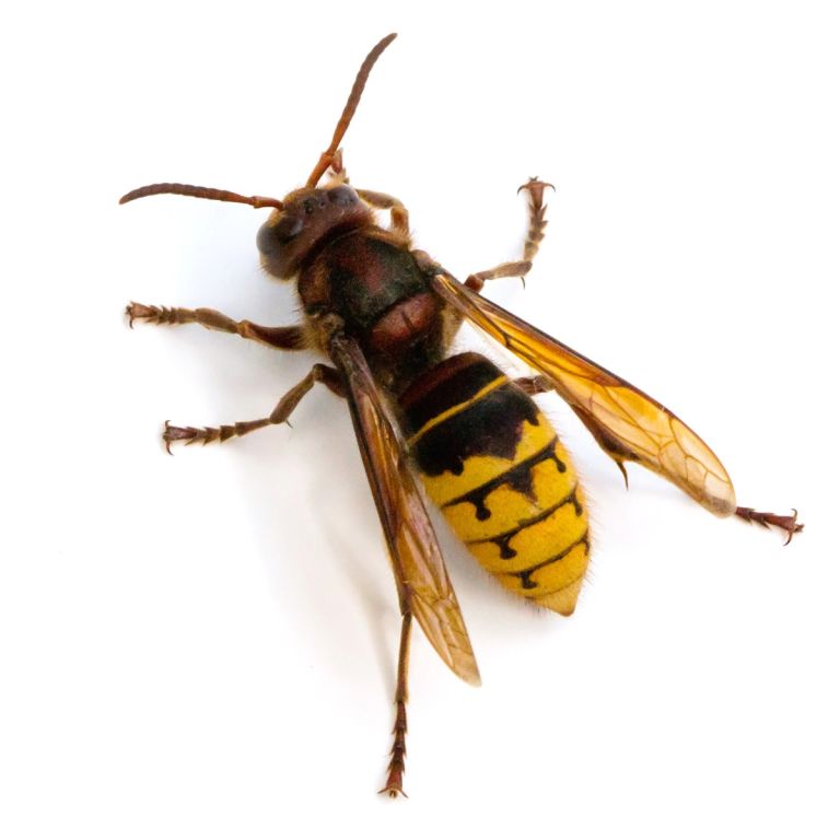 Yellow and black striped hornet