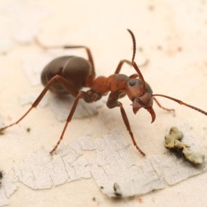 Field Ant