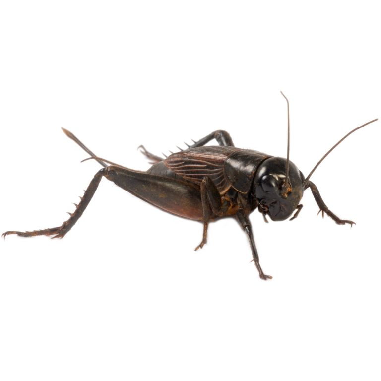 Black cricket isolated on white background.