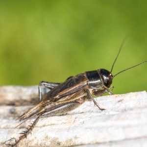 Field Cricket