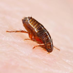 Dog Flea