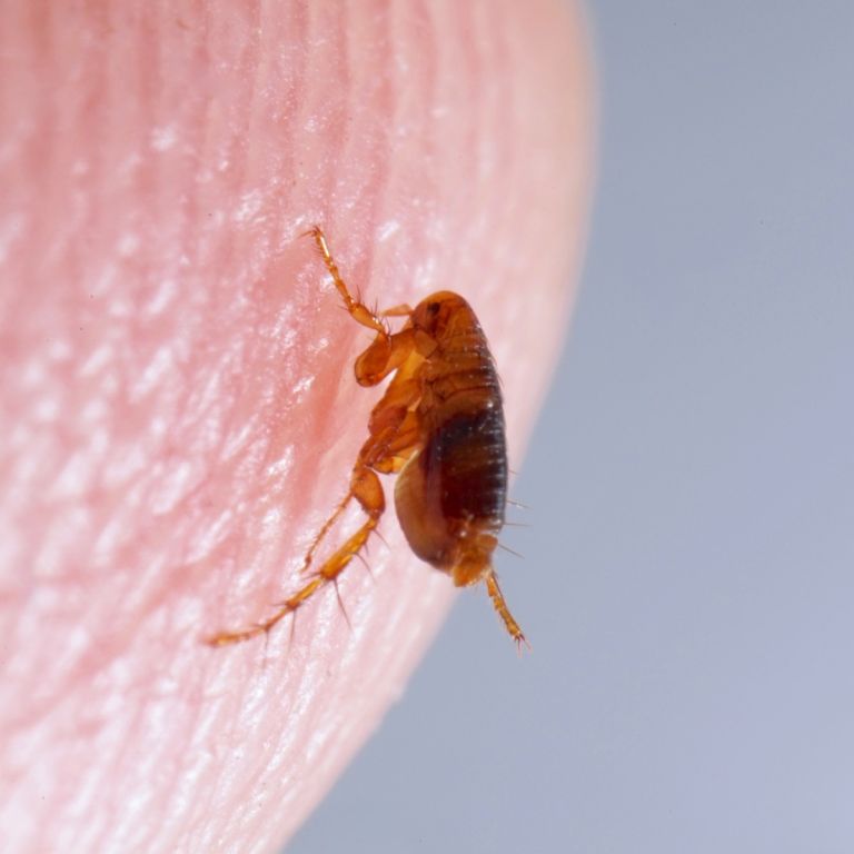 Close-up of flea on human finger