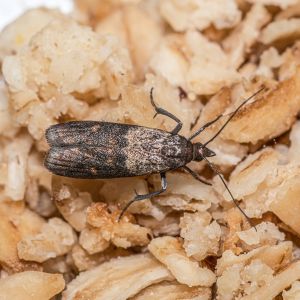 Angoumois Grain Moth