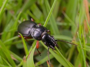 Ground Beetle