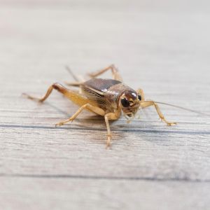 House Cricket