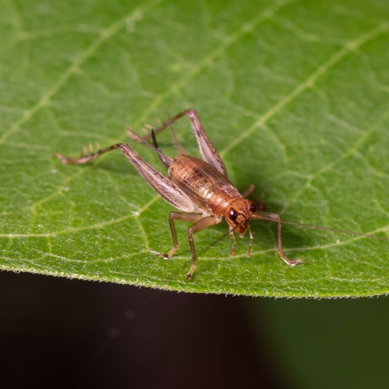 Pink katydid resting on green leaf.