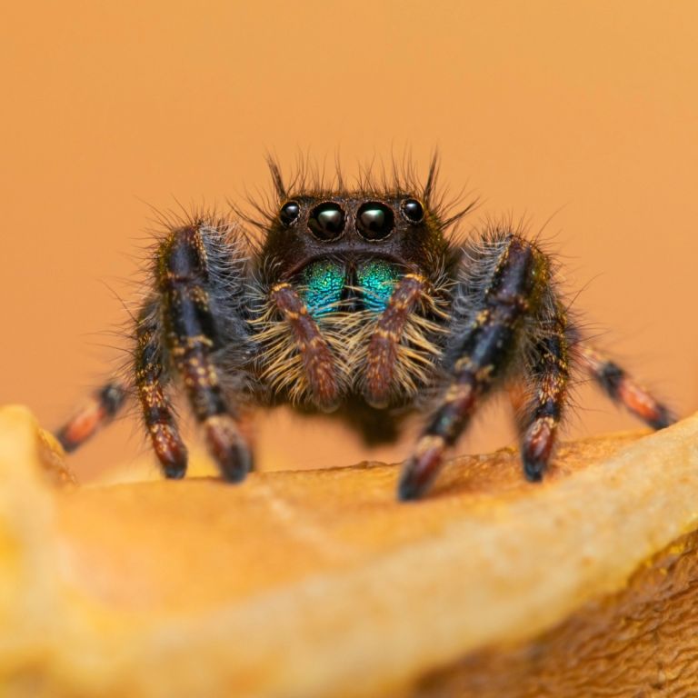 Jumping spider close-up with large eyes