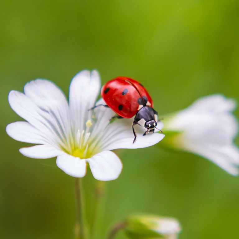 lady bug on a white flower