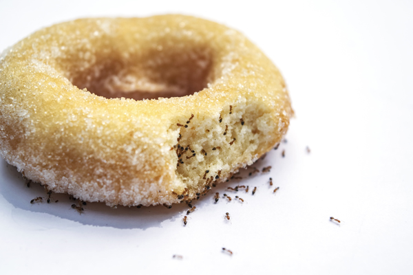 Many ants and donuts on a white background.