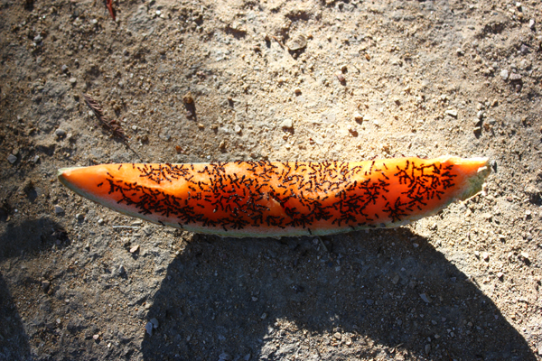 Melon attacked by ants