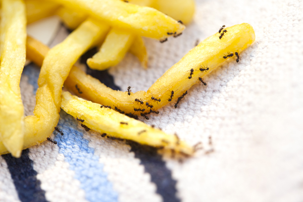 Foraging Black Ants on fries
