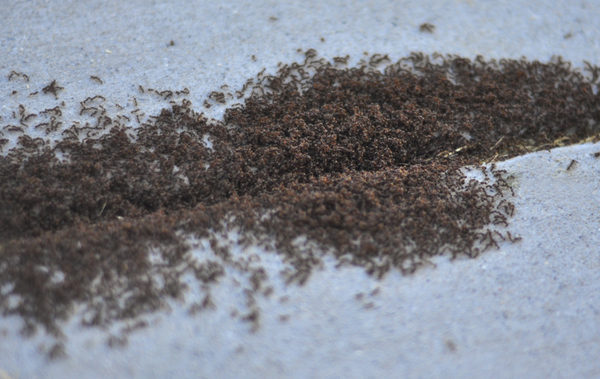 A big pile of ants climbing in and out of a crack in the pavement.