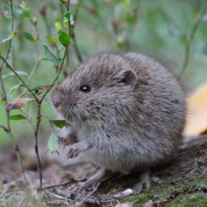 Meadow Vole