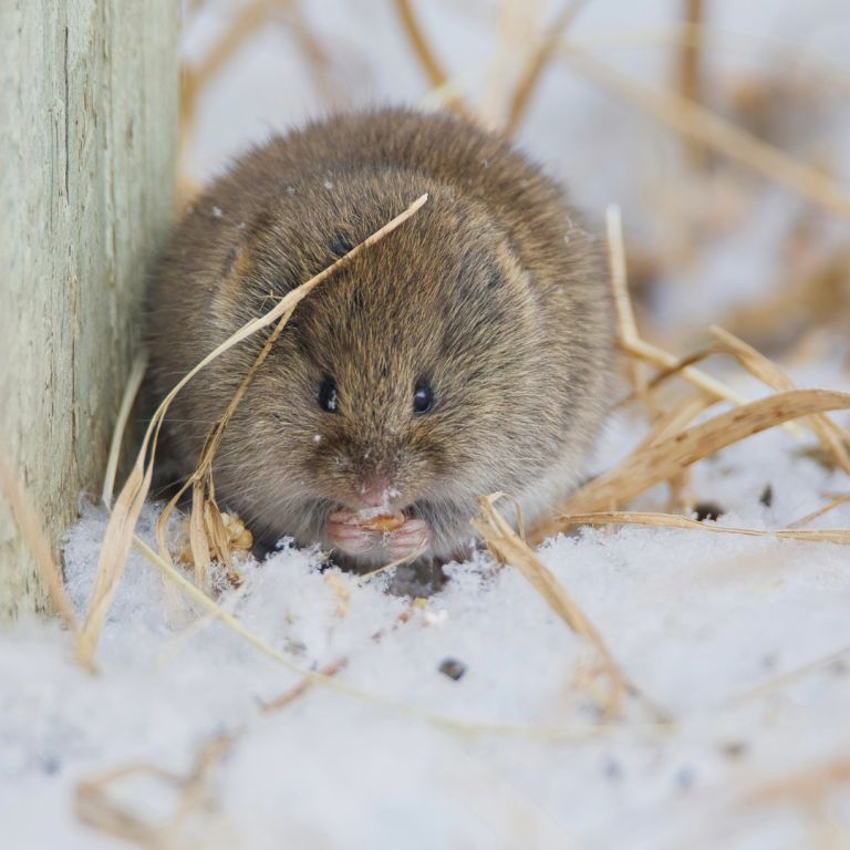 meadow vole in the snow