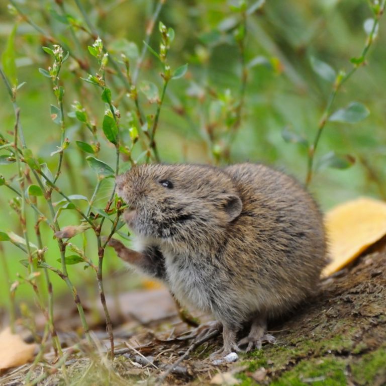 meadow vole eating leaves from a tree branch