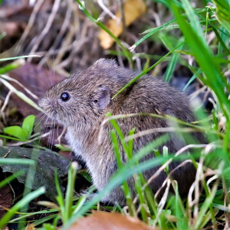 meadow vole in the grass
