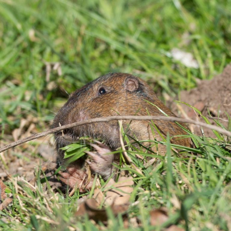 meadow vole in the grass