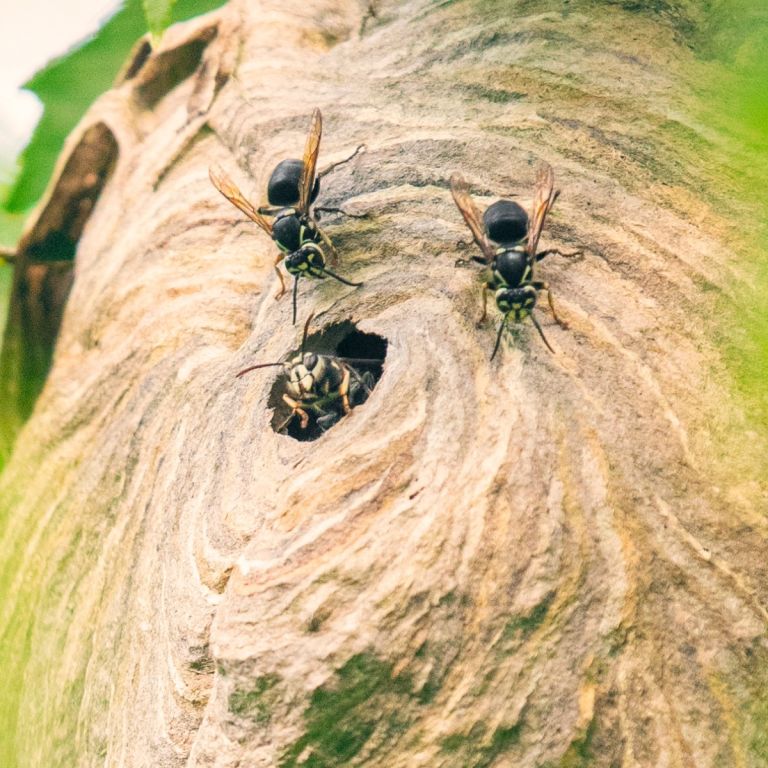 nest-baldface