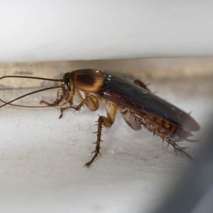 Brown-Banded Cockroach