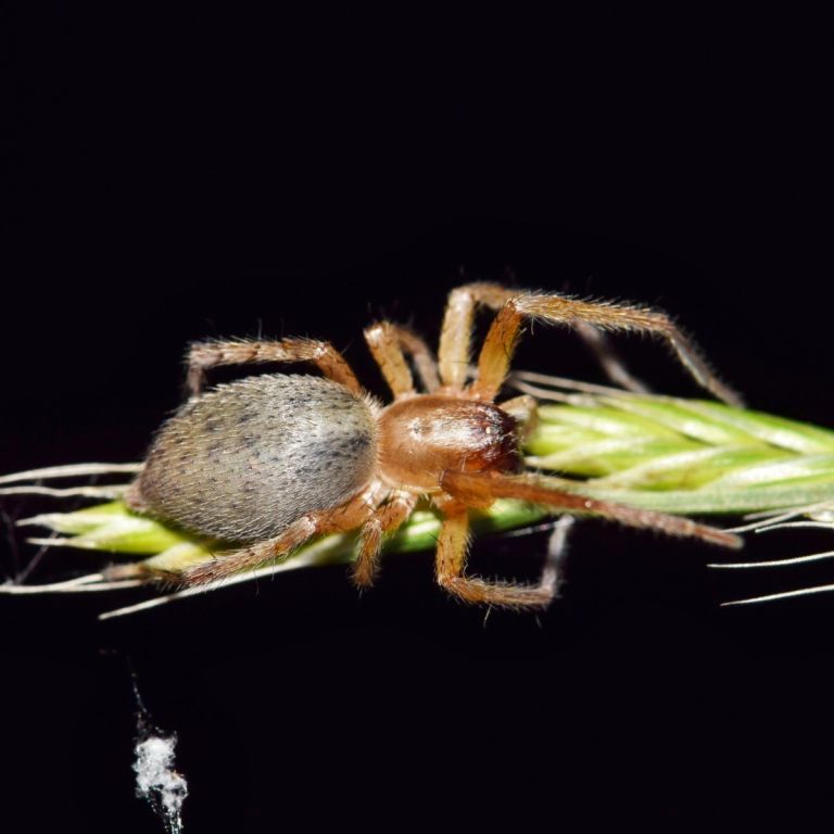 Close-up of spider on flower bud