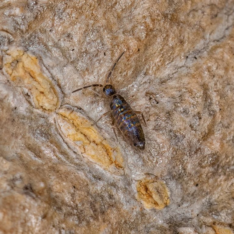Silverfish insect crawling on wall indoors