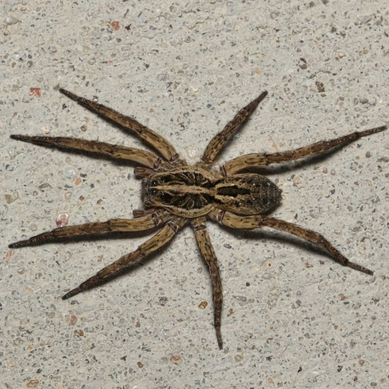 Wolf spider on concrete