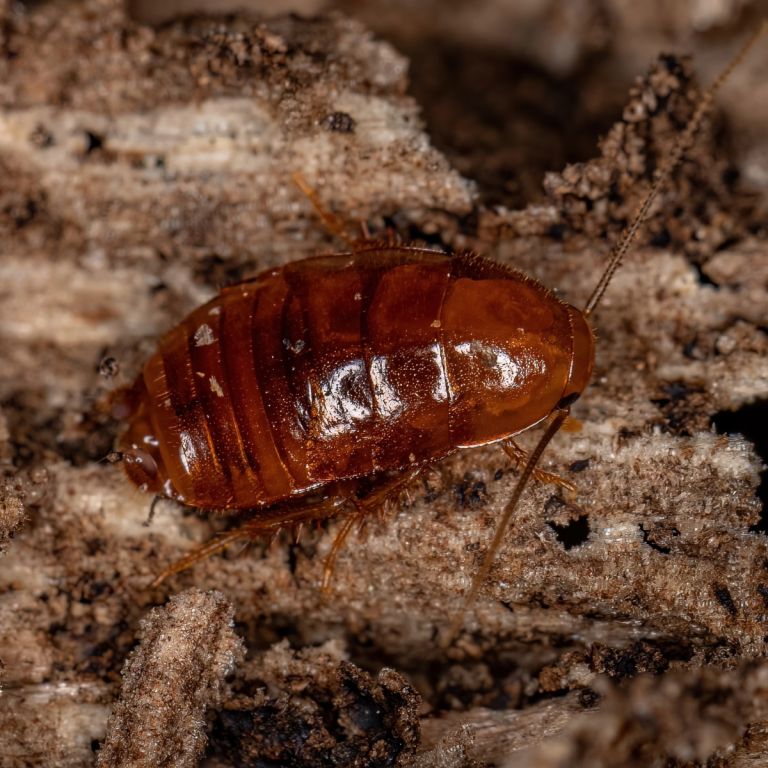 Cockroach nymph on soil surface.