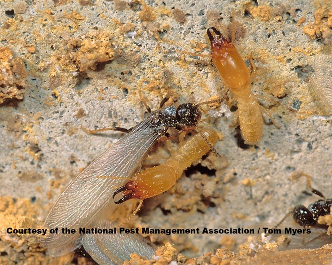 Termites A1 Pest Control