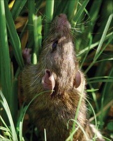 Rat in rice crop