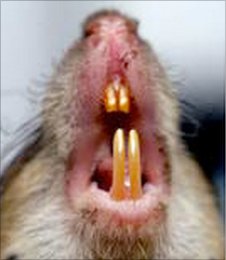 Rat close-up