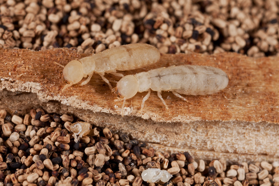 A1 Exterminators Pest Cotnrol Drywood Termites Control