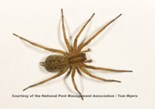 38_house-spider