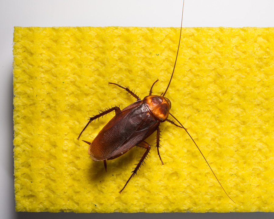 american_cockroach-e1345581302360-150x115