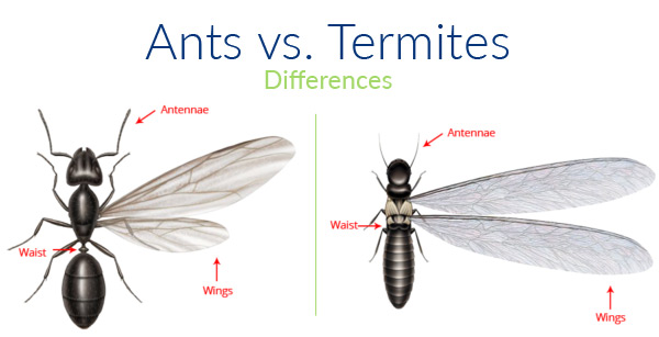 A1 Exterminators Pest Cotnrol Ants and Termites Differences - Termite Control