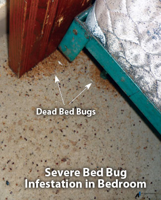 bedbug_button21-300x374