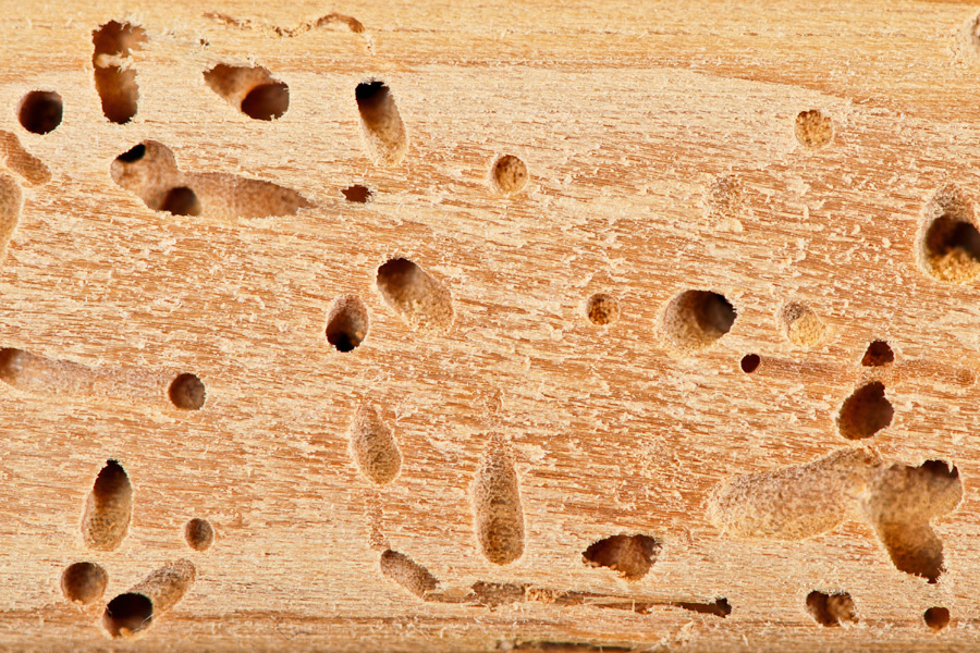 carpenter-ants-wood-275x350