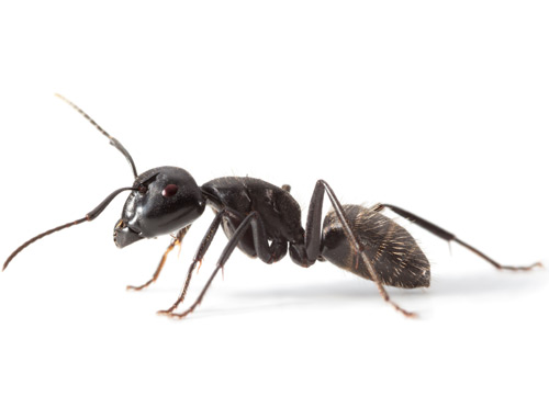 carpenter_ant