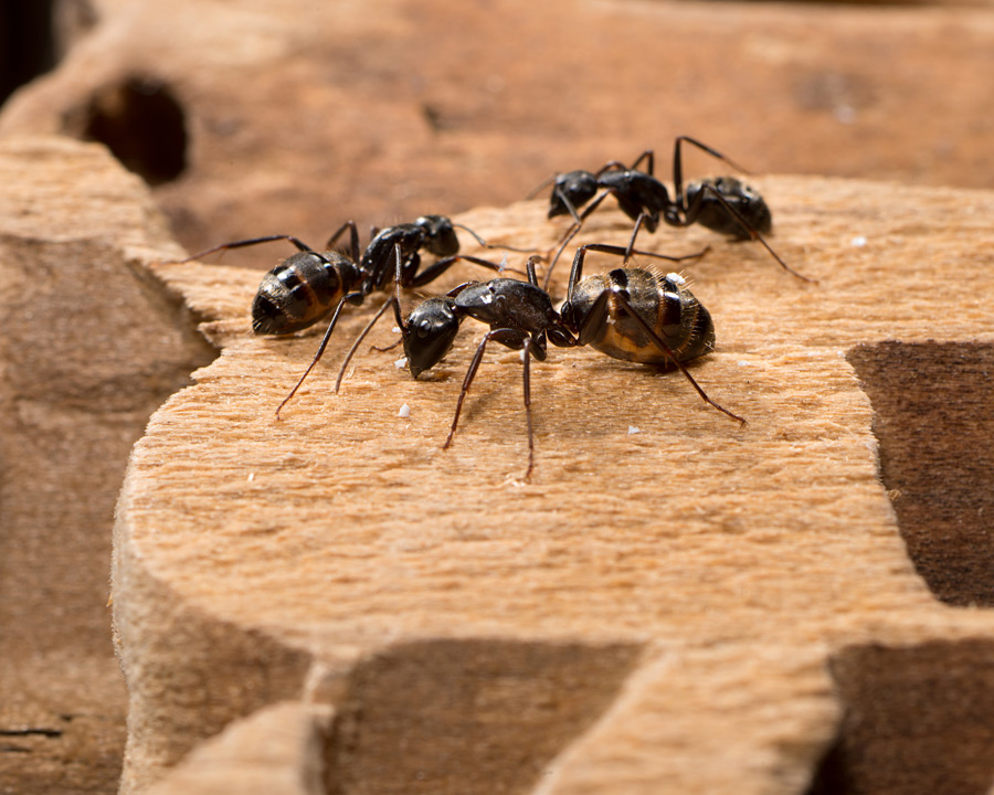 A1 Exterminators Carpenter Ants on wood Pest Control